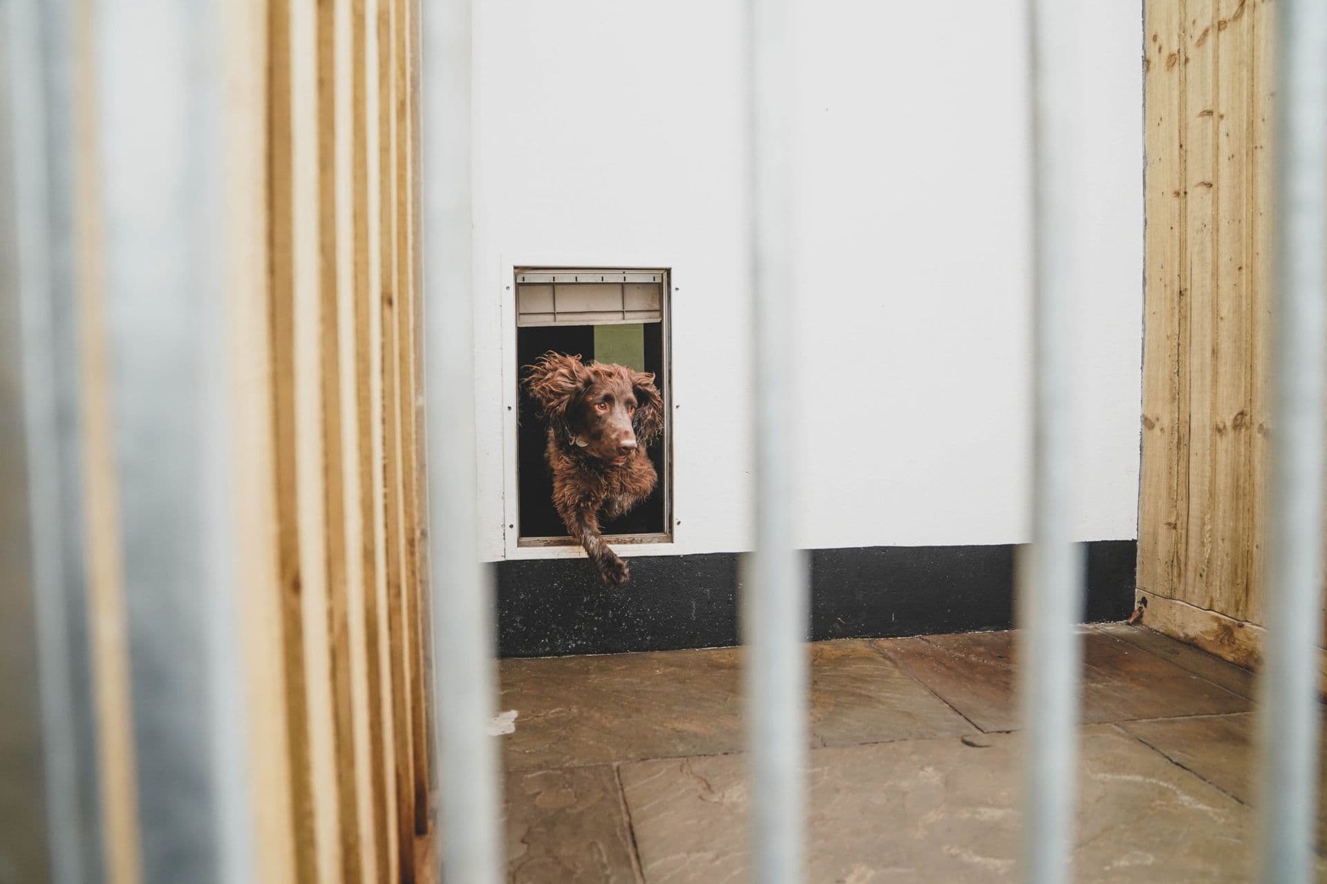 Spaniel cross resting calmly inside a heated indoor kennel at Blackdown Yard.