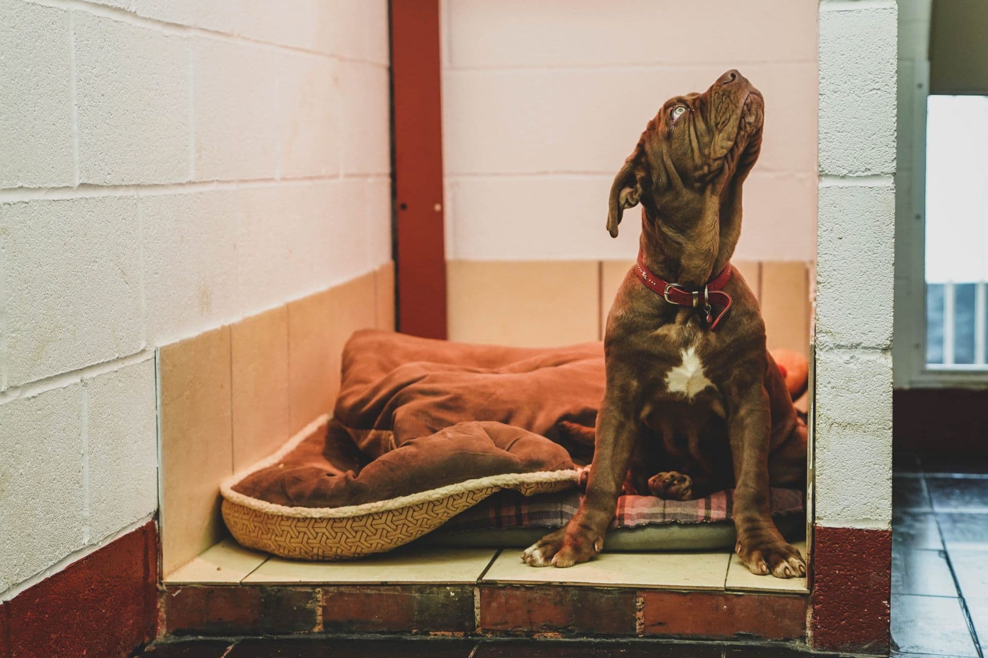 Mastiff puppy resting on a chunky brown blanket inside the kennel