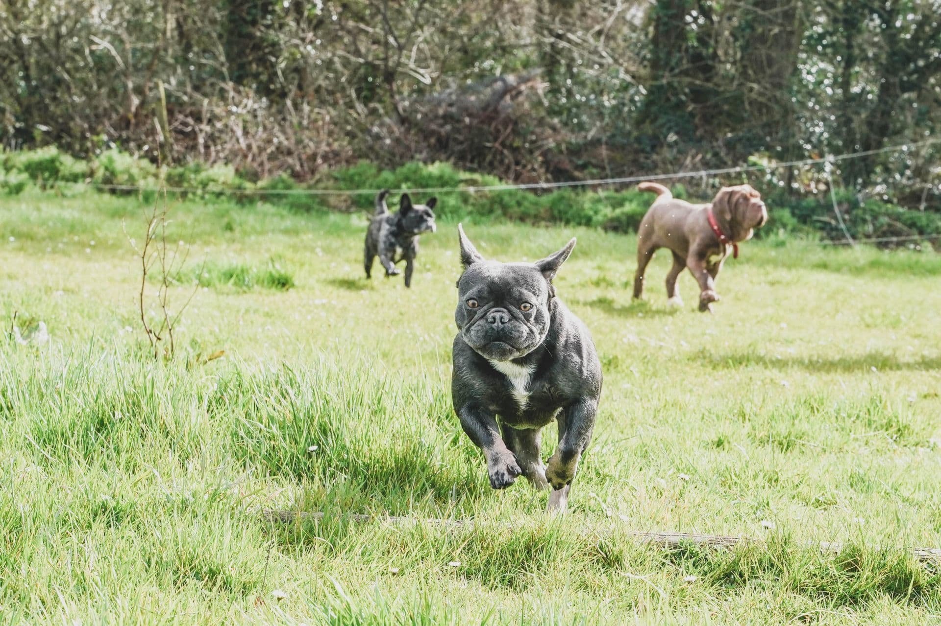 French bulldog mid-stride across a Devon field at Blackdown Yard.