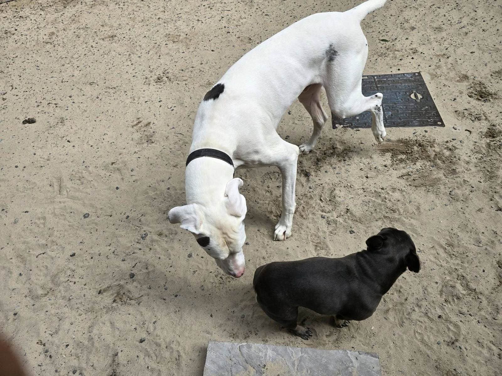 Hound and dachshund touching noses at Blackdown Yard.