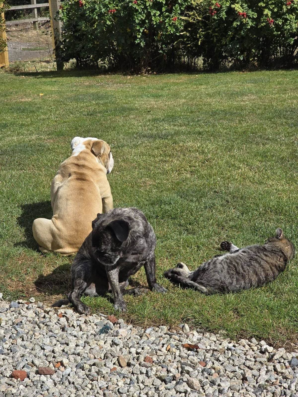 A bulldog, a French bulldog and a tabby cat sitting together at Blackdown Yard.