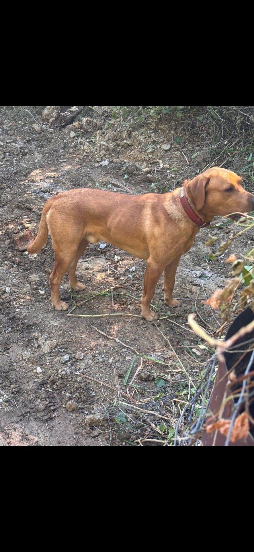 Fox-red Labrador walking through autumn woodland near Blackdown Yard.
