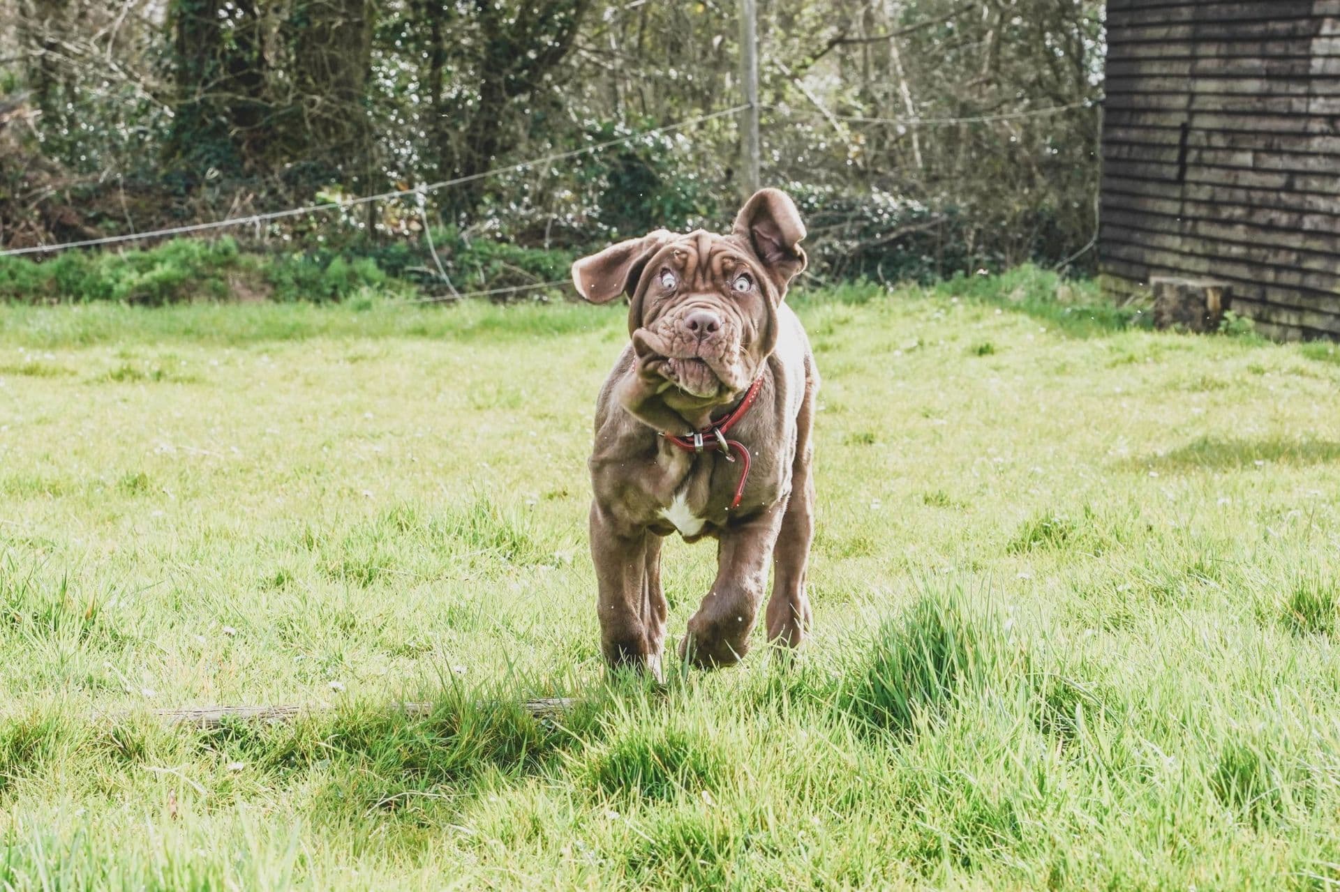 Chocolate Neapolitan mastiff puppy walking towards the camera across the field, ears flopping.
