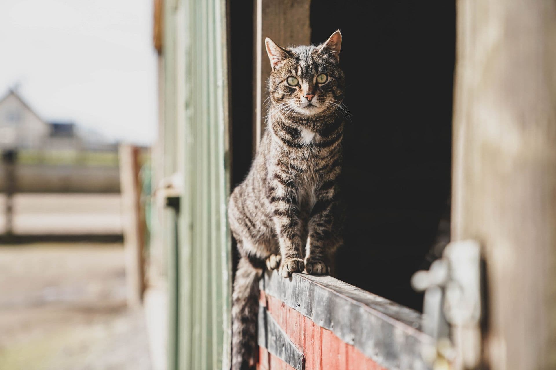 Tabby cat resting on a stable half-door — placeholder for the cattery launching at Blackdown Yard.