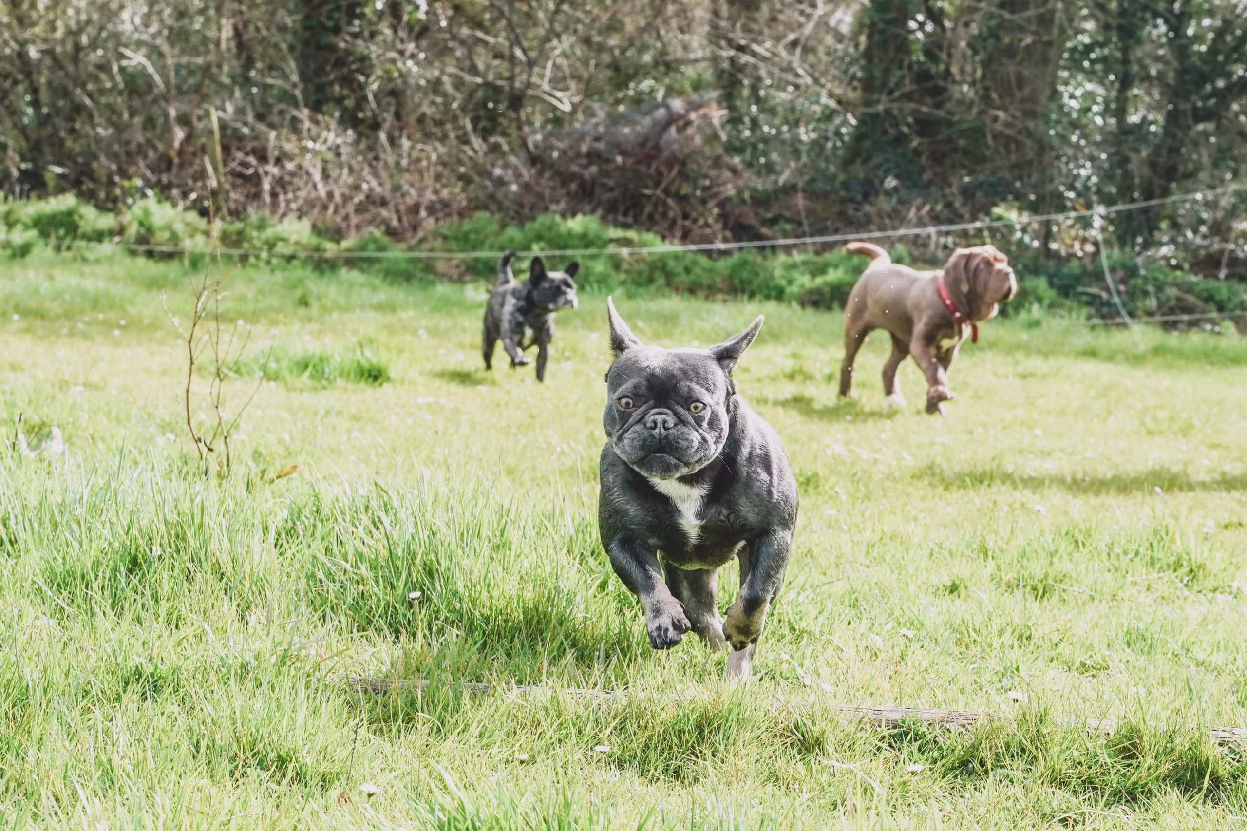 French bulldog mid-stride in the grass at Blackdown Yard, Crediton — two dogs in soft-focus background, joyful action.
