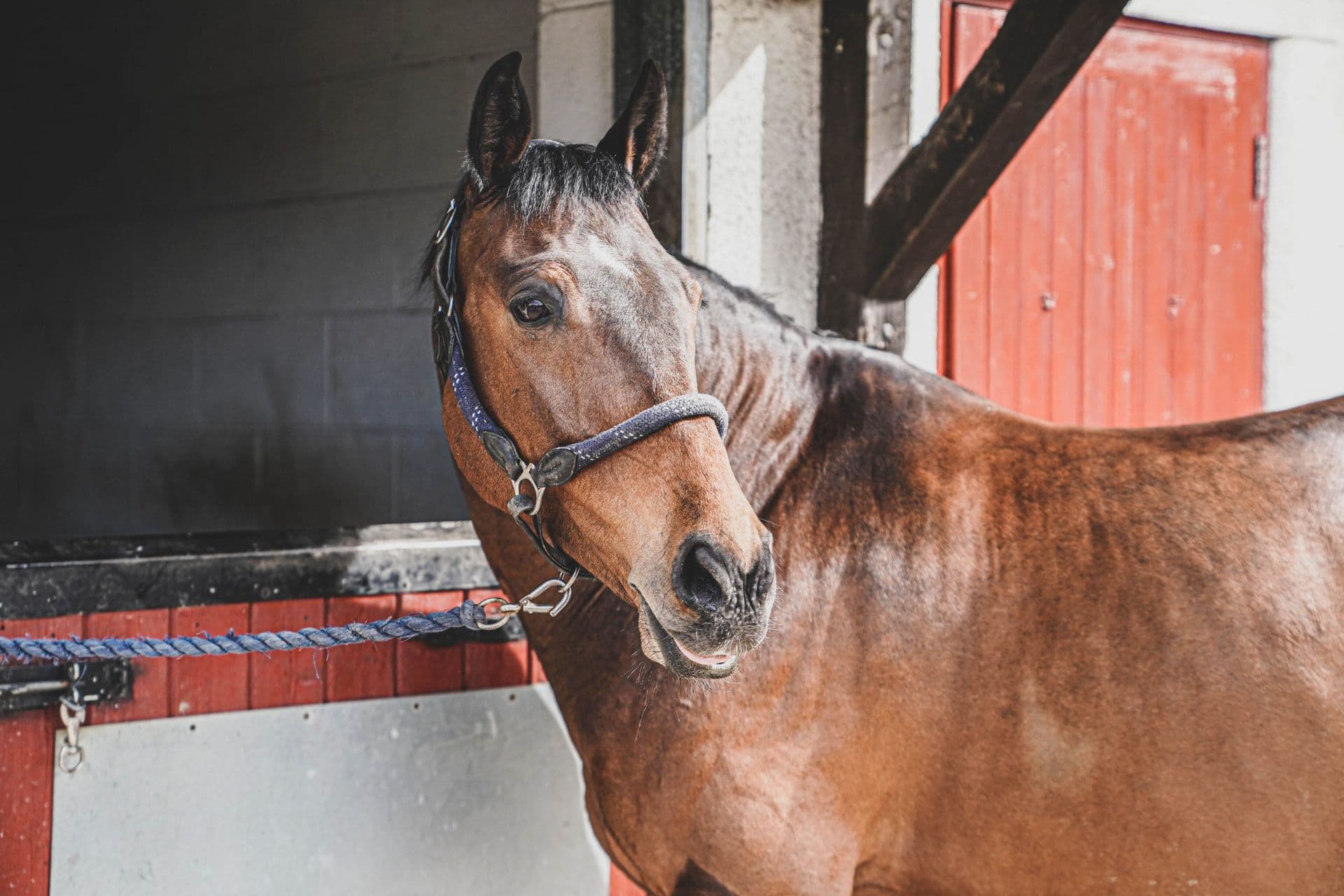 Bay horse standing at a red stable door at Blackdown Yard's livery block.