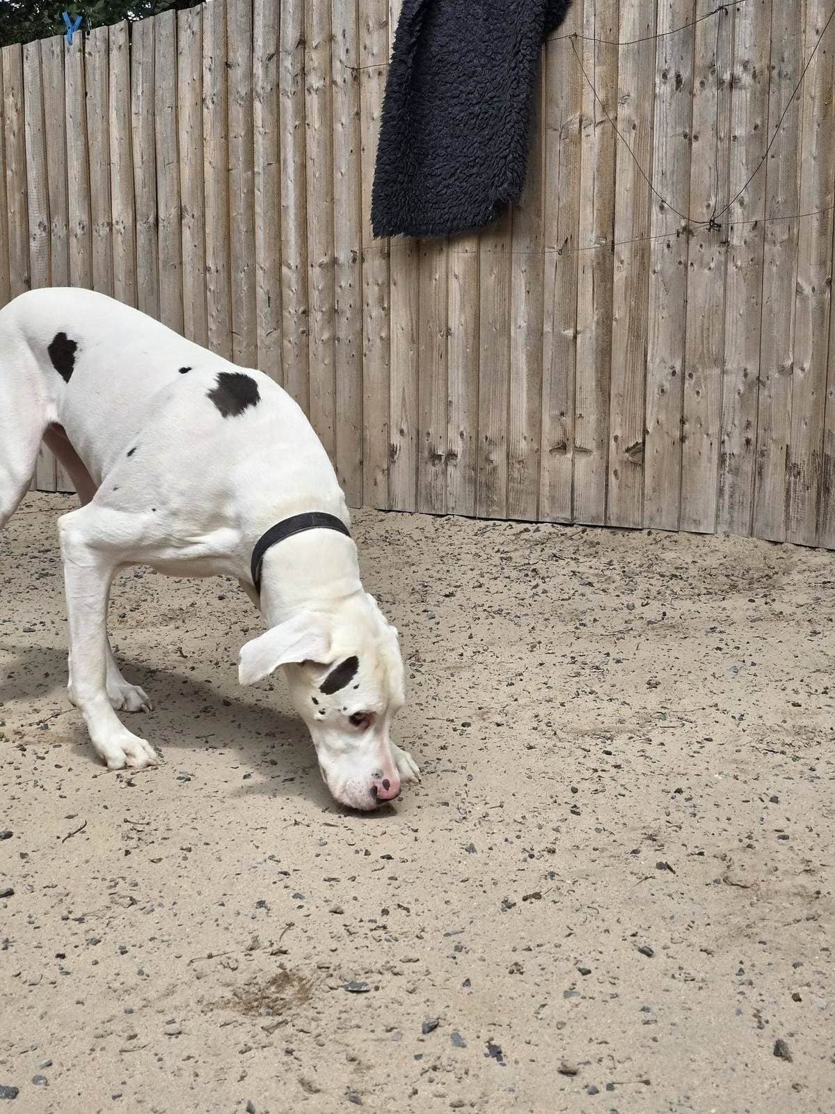 Great Dane on the sand exercise yard