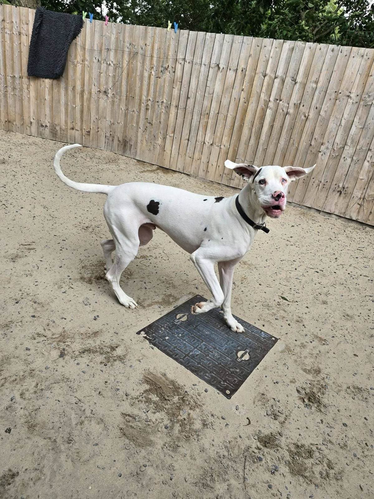 Hound mid-shake on the sand exercise area